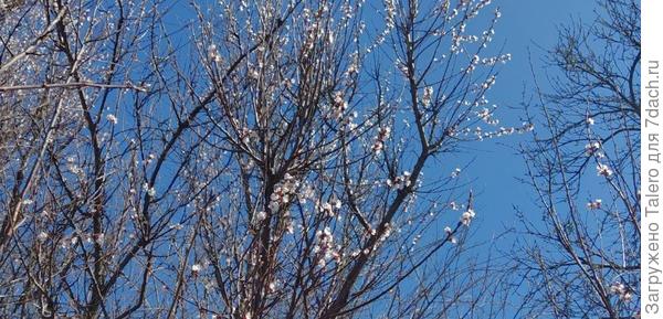 Абрикосы традиционно цветут, и традиционно толку с них будет ноль