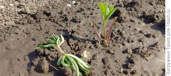 Откусил два листика