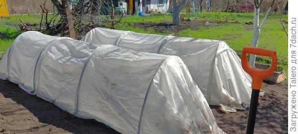 Может, что и вырастет