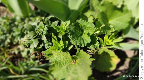 «Традесканция» совсем позеленела, наверно, окажется гвоздикой