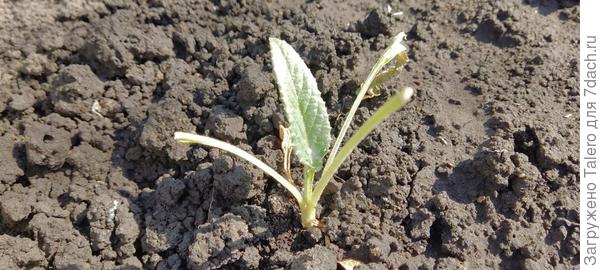 И артишок пострадал