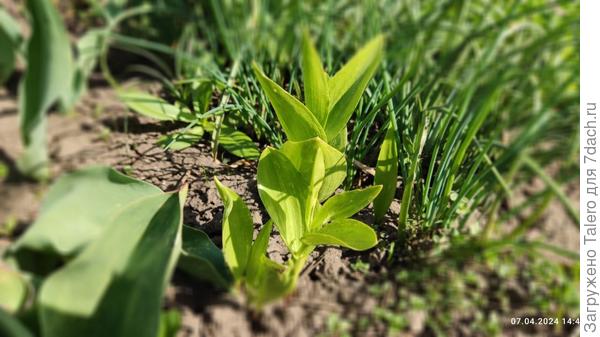 Вот так оно выглядит