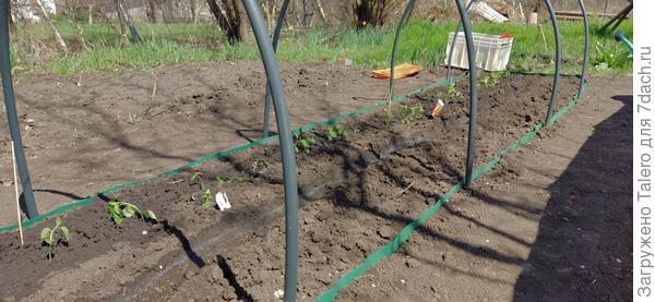 А между ними посадяла рядок моркови, ну надо же что-то сажать