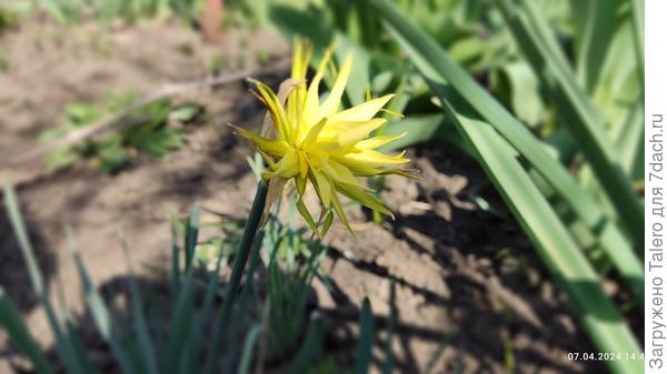 И самый красивый нарцисс зацвёл