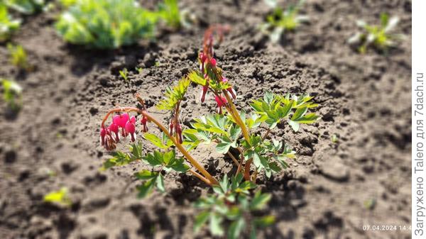 Дицентра! Я тебя только посадила недавно!