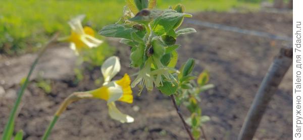 Но самое интересное — цветёт жимолость!