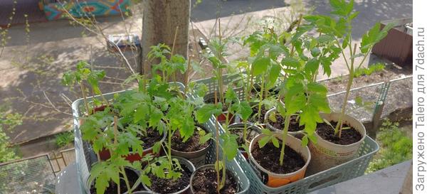 Собрала дылд на вывоз, отправила готовиться морально и физически