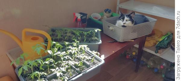 Котик помогает консультациями