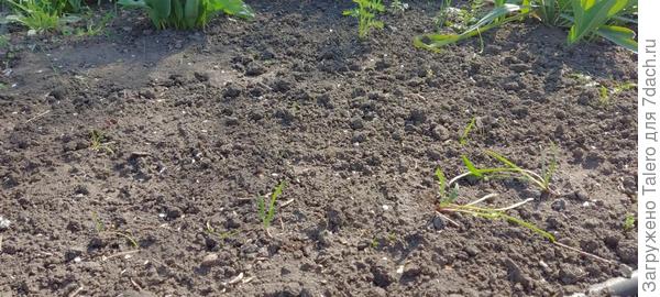 Они всё ещё чахленькие, но кой-какие уже вроде привстали