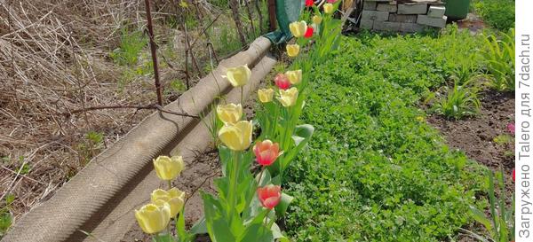 А за тюльпанами прячутся розы!