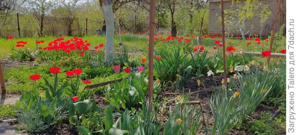 Все так рьяно распустились, что и букет домой не срезать, осыпется сразу