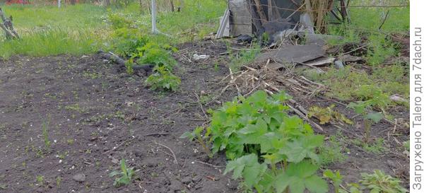 Вот отрастает обрезанная в том году под корень, и это её малая часть