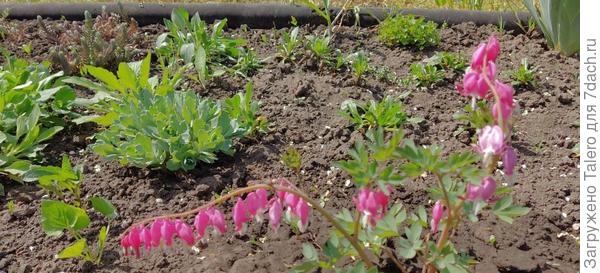 Дицентра не унимается