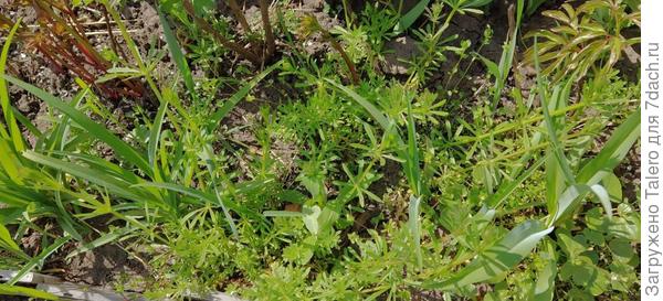 А тут и не опрыскать, вокруг культурные, только прорывать