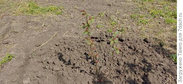 Хотя процветающими их не назвать