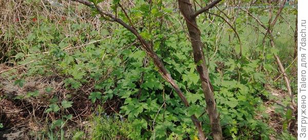 Кому хмель? Самовывозом