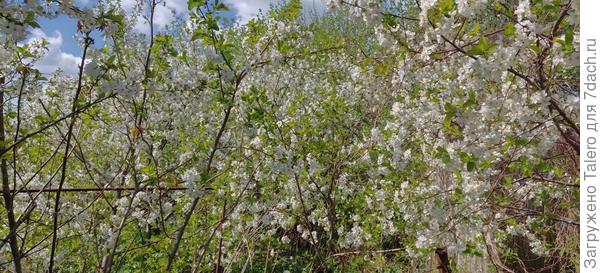 Вишнёвое буйство — интересно, хоть какой-то урожай получится?