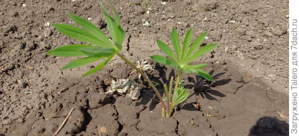 Жёлтый люпин