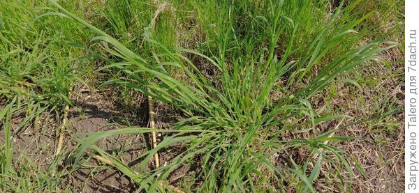Ненавистная травка скоро до метра вымахает