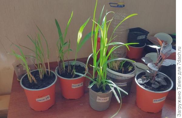 Теперь придумываю, кого куда отправить