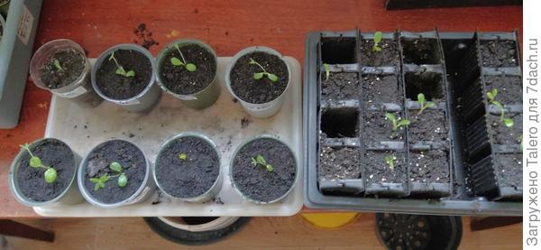 Пока что получилось семь низких и девять высоких, это если все выживут, что не факт