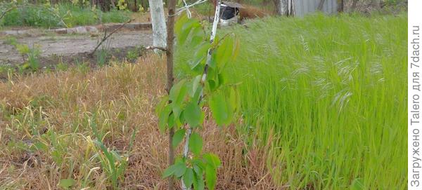 Верхушка сохнет, боковые никак в рост не пойдут