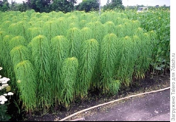 Не, это другое))