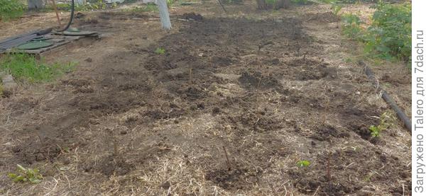 Кладбище картошки