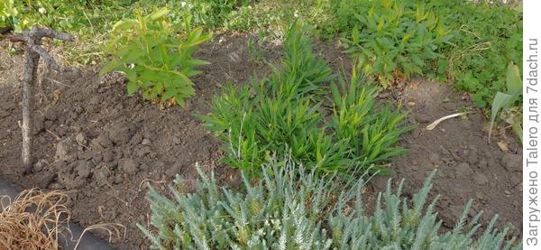 Будущие флоксы (средний я подозреваю в шиловидности)