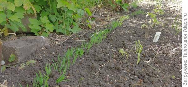 На границе дружно всходит пограничный овёс, а кукурузы не видать — фазаны потырили?