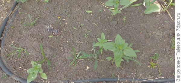 А это газании