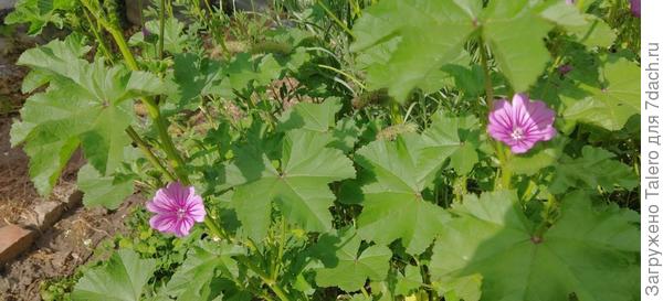 На сковородке цветёт что-то вроде мальв