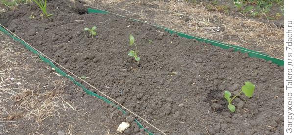 Ну хоть кабачки целы!