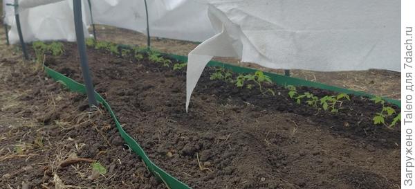 Последние томаты