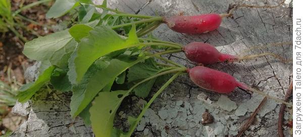 И я уже собрала первый урожай!