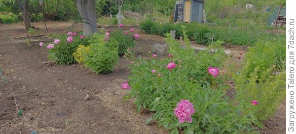 Всё больше пионов распускается