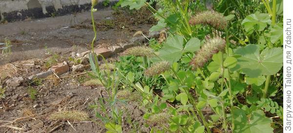 А красный клевер отцвёл симпатичными хвостиками