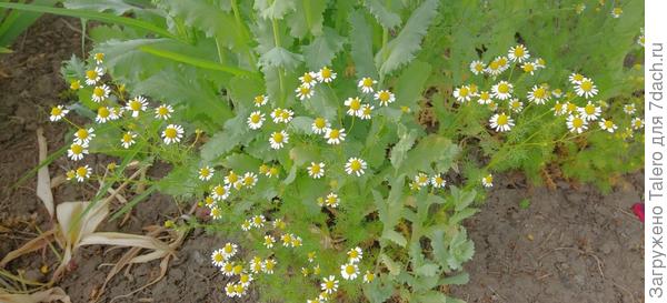 На клумбе откуда-то взялась куча ромашек