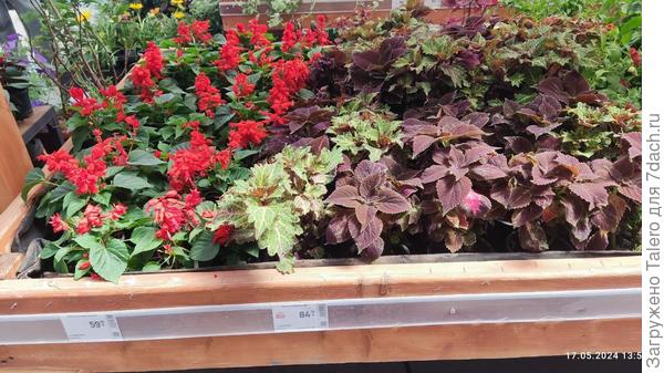 Ещё дорогущих цветочков