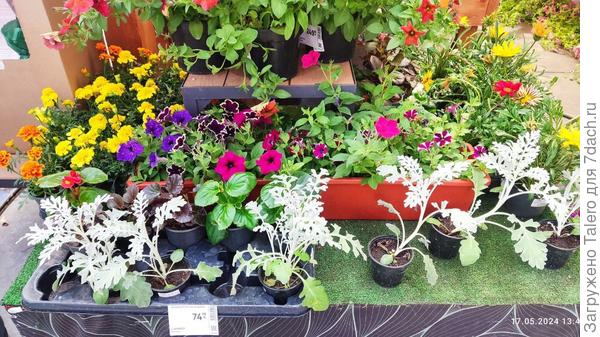 В общем, разориться — легко!))