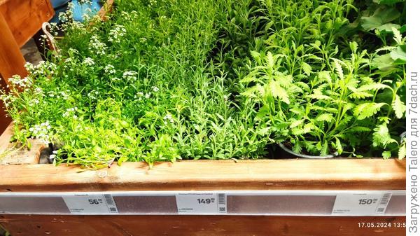 Лобелии с лавандой