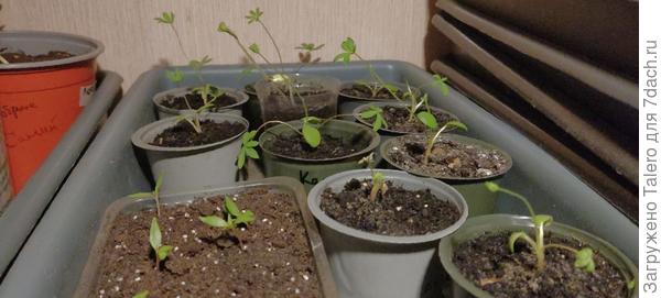 Прячу от котов, они их уже понадкусывать умудрились