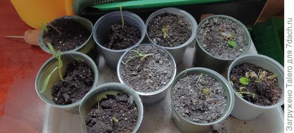 Коты заслужили звание саранчи