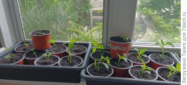 Это всё, что осталось, и то не факт, что все выживут