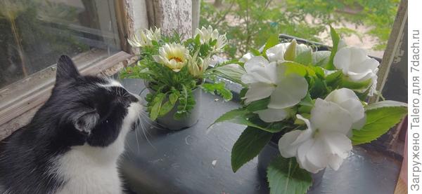 Кот примеряется к газании и бальзамину