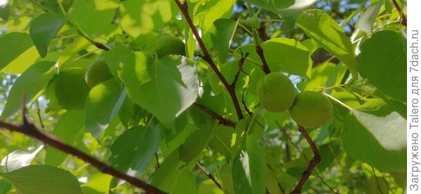 Но им ещё спеть и спеть