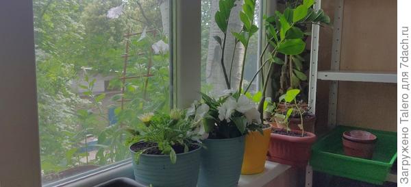 За окном — прошлогодняя петуния))