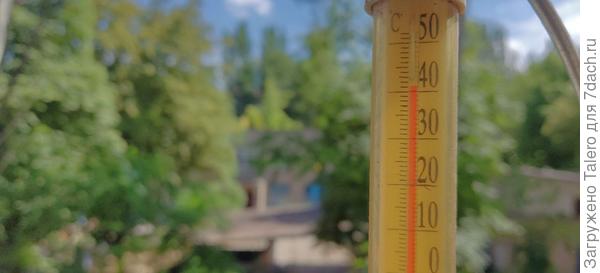 А меж тем за окном... Нет уж, никаких дач на этой неделе!