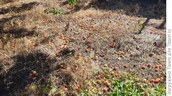 Сын прислал привет с дачи