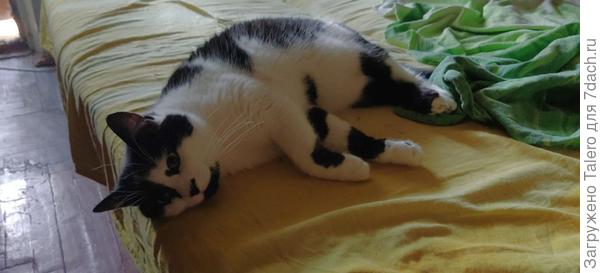 Прихожу утром застилать постель, а там...